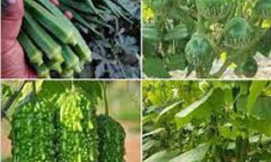 নড়াইলে গ্রীষ্মকালীন শাক-সবজির আবাদ