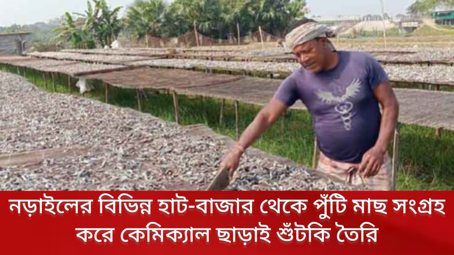 নড়াইলের বিভিন্ন হাট-বাজার থেকে পুঁটি মাছ সংগ্রহ করে কেমিক্যাল ছাড়াই শুঁটকি তৈরি