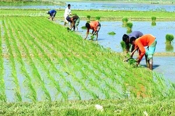 বুড়িচংয়ে বোরো ধান রোপনে ব্যস্ত কৃষক
