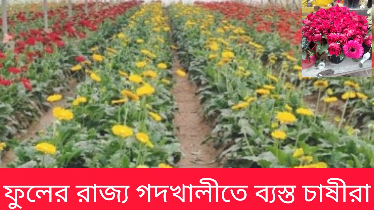ফুলের রাজ‍্য গদখালীতে ব‍্যস্ত চাষীরা