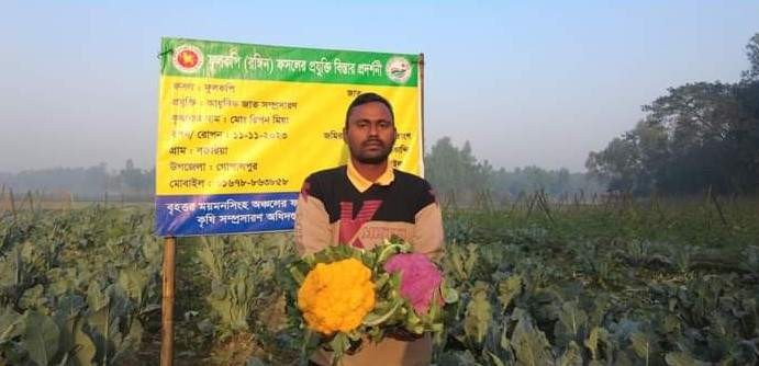 টাঙ্গাইলের গোপালপুরে রঙিন ফুলকপি চাষে কৃষকের স্বপ্নপূরণ