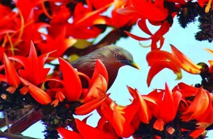 পহেলা ফাল্গুন,আজ "ফুল ফুটুক আর না ফুটুক আজ বসন্ত"