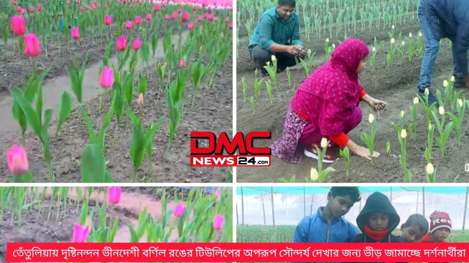 তেঁতুলিয়ায় দৃষ্টিনন্দন ভীনদেশী বর্ণিল রঙের টিউলিপের অপরূপ সৌন্দর্য দেখার জন্য ভীড় জামাচ্ছে দর্শনার্থীরা