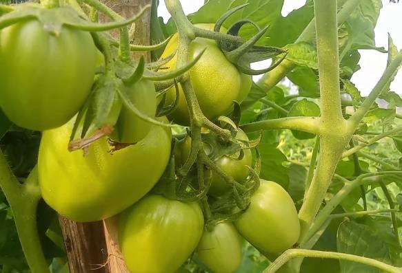 নড়াইলের কালিয়ায় শীতকালীন উচ্চ ফলনশীল টমেটো চাষে লাভের আশাবাদী কৃষক কায়কোবাদ সিকদার