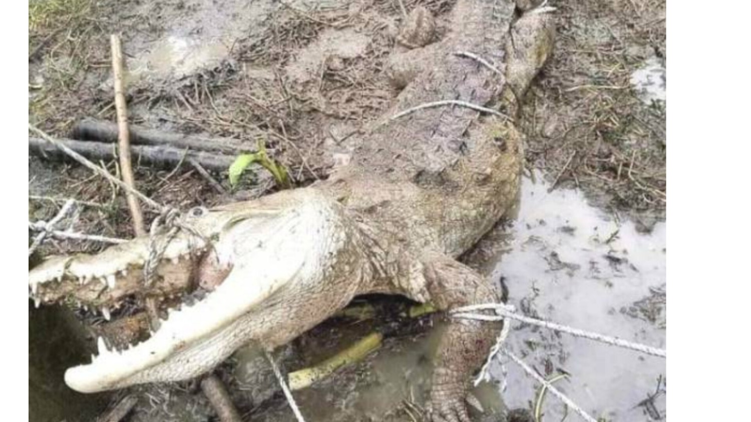 লক্ষ্মীপুরে বিশালাকৃতির কুমির ধরা পড়লো  স্থানীয় বাসিন্দারা আতঙ্কে আছে