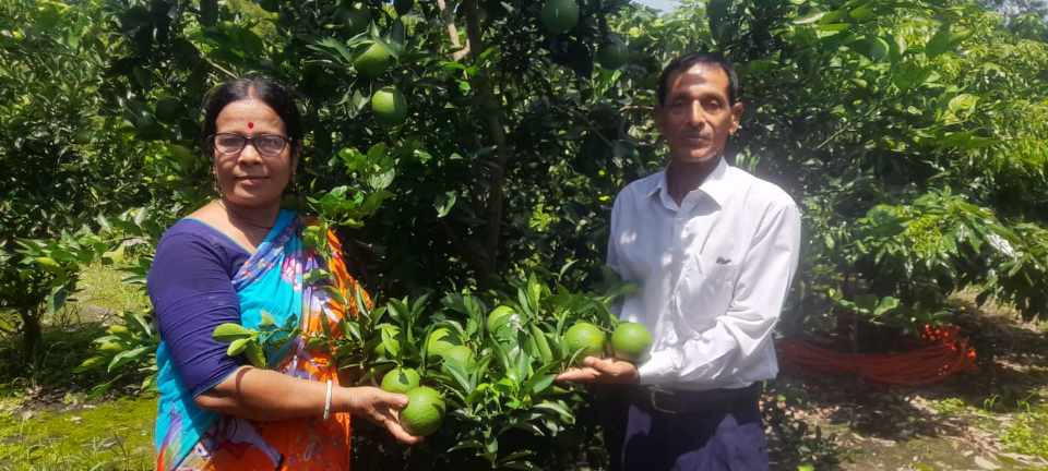 বানিজ্যিকভাবে মাল্টা চাষে সফল উদ্যোক্তা মনোরঞ্জন