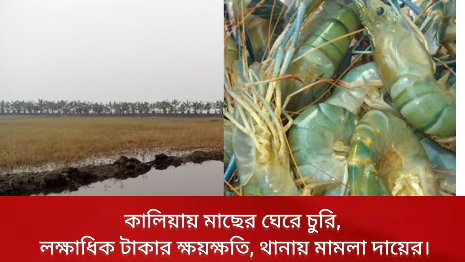 কালিয়ায় মাছের ঘেরে চুরি থানায় মামলা
