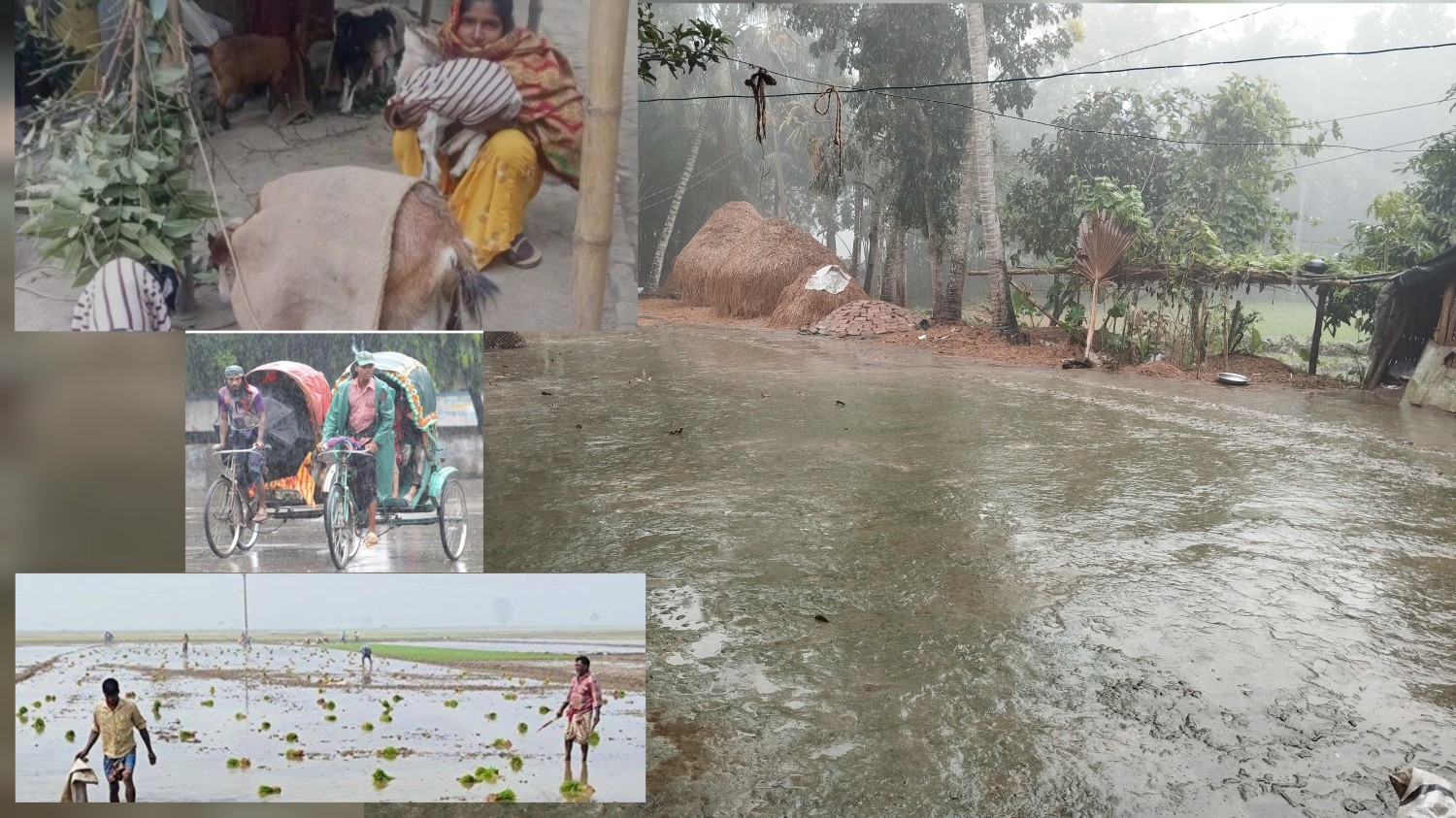 নড়াইলে প্রচন্ড শিতের মাঝে অজস্র বৃষ্টি;  বিপাকে মানুষ সহ গৃহপালিত পশু পাখি