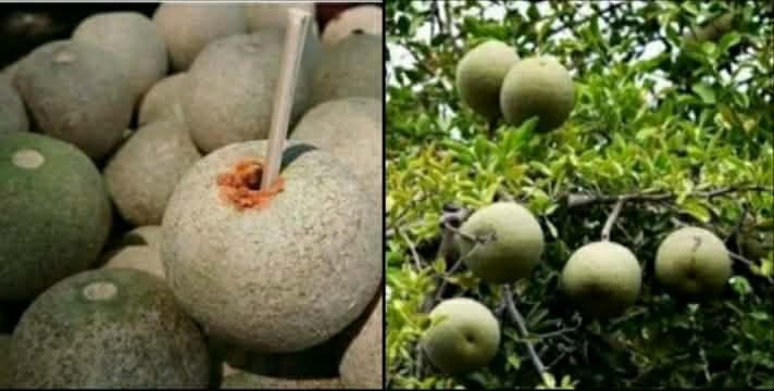 হায়রে লোভী মানুষ, আমাকে পাকতে দিলি না।