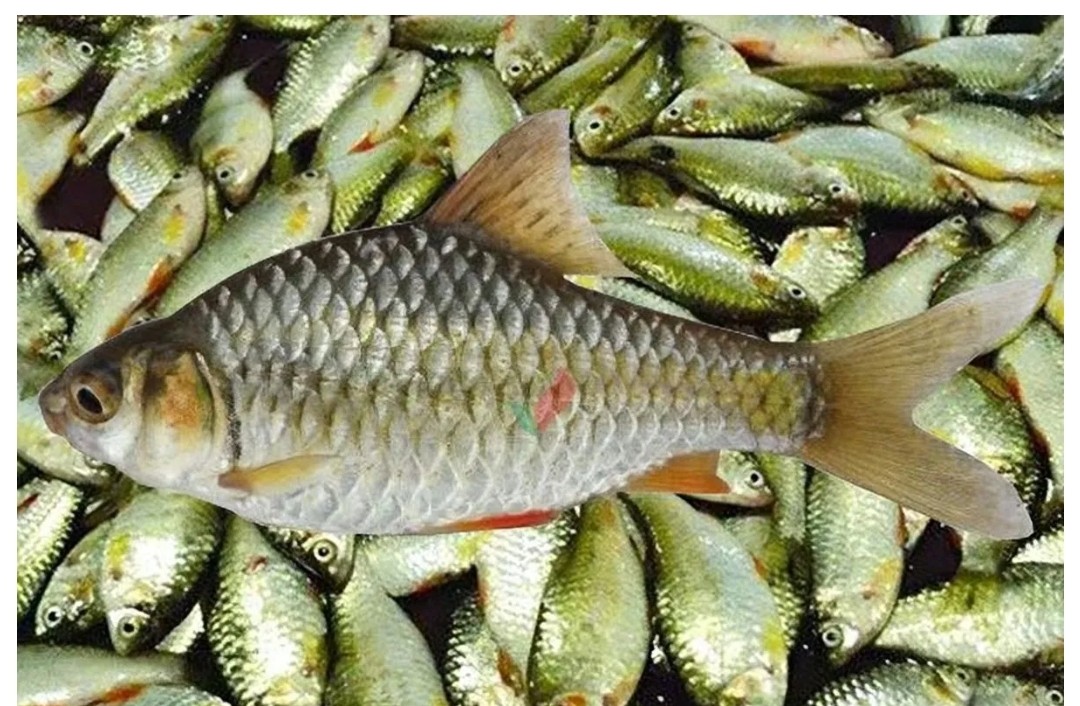 চুনোপুঁটি কিড়িং বিড়িং