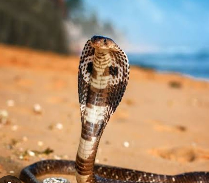 চিরন্তন গতি ও বিশৃঙ্খলা