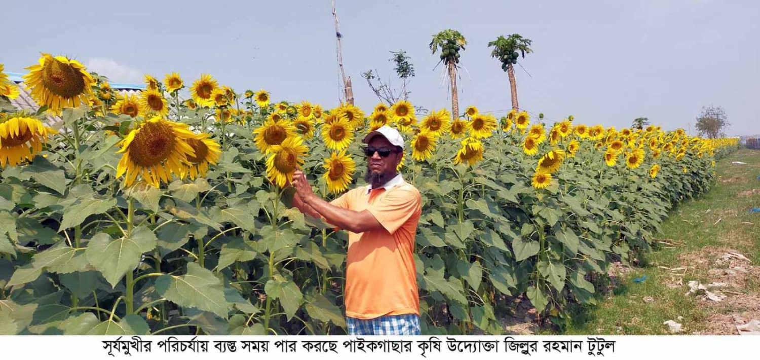 চারিদিকে হলুদ গালিচা; সৌন্দের্যের শোভা বর্ধন করছে ফাগুন রাঙা সূর্যমুখী
