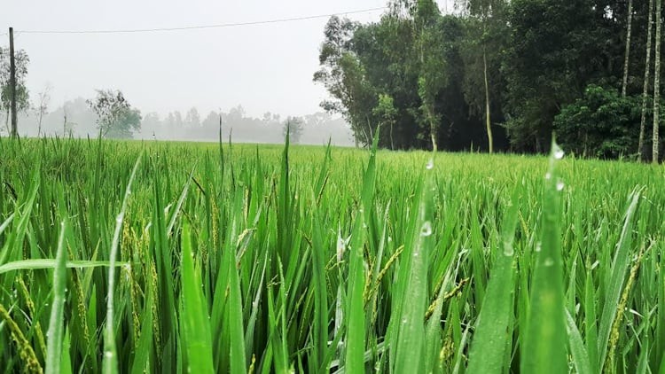 লালমনিরহাটে কুয়াশা আর শিশির ভেজা সকাল যেন শীতের আগমনী বার্তা দিচ্ছে