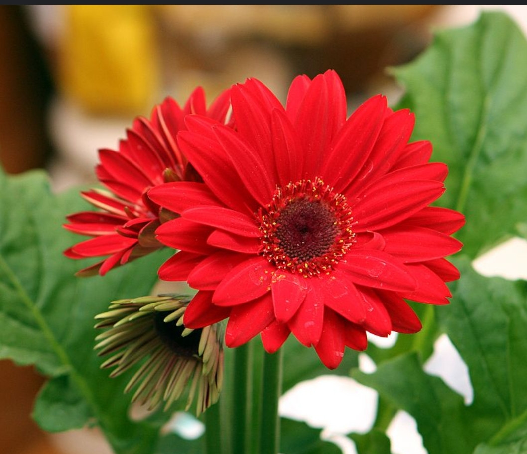 ফুলের মতো আপন