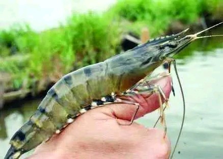 কবিতা :- নোনা জলের বাগদা