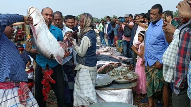 ৭০ কেজির বাঘাইড় পৌষ সংক্রান্তির মেলায় জামাইদের ভিড়