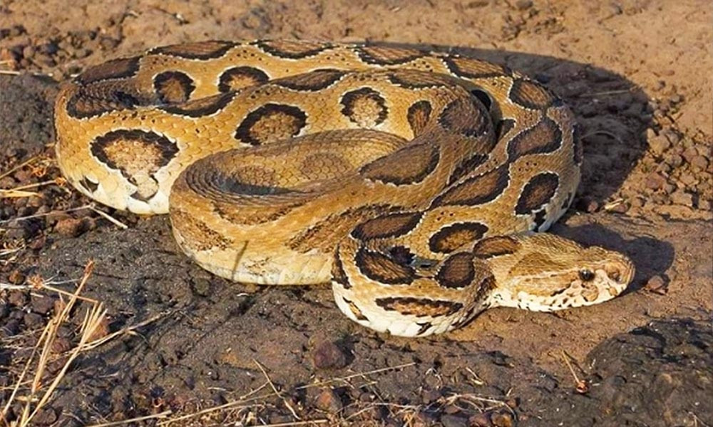 রাসেলস ভাইপার মারার পুরস্কার ৫০ হাজার টাকা