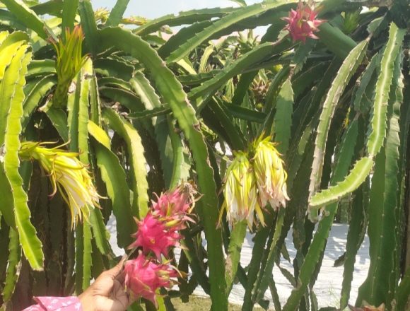 কালিয়ায় ৫০ একরে ৬৪ হাজার ড্রাগন গাছ, বছরে আয় কোটি টাকা